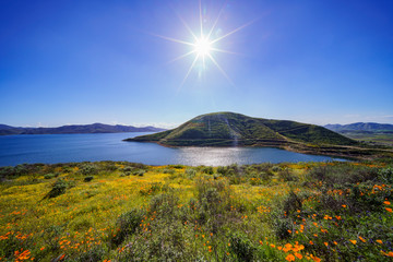 Lots of wild flower blossom at Diamond Valley Lake
