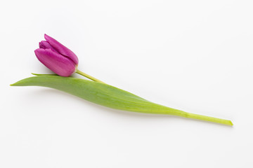 Spring Pink tulips on white background.
