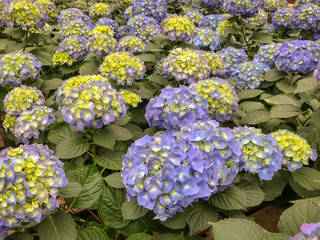  Common blue hydrangeas flowering plants 