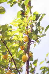 Yellow plums on tree branches in summer garden. Seasonal sweet ripe fruits