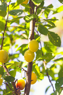 Yellow plums on tree branches in summer garden. Seasonal sweet ripe fruits