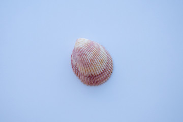 sea shells on a white background