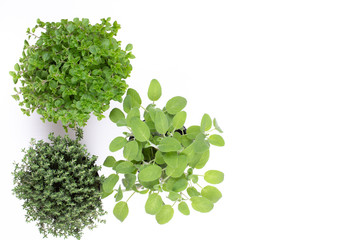 Fototapeta premium Fresh green spices isolated on white background, top view.