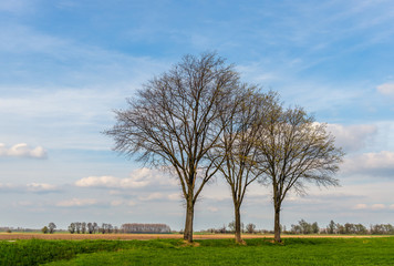 Three tall leafless trees in the foreground of a Dutch rural landscape on a sunny day in the beginning of springtime. The photo was taken near the village of Drimmelen, North Brabant.