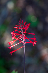 The striking beauty of a stalk of blooms of the vibrantly red Coral Bean stands out against the green foliage in the garden