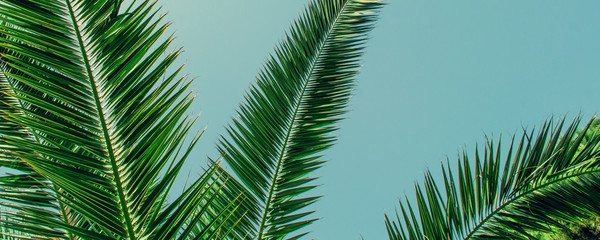 Fototapeta na wymiar Tropical palm tree on sky background