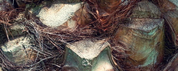 Palm tree texture