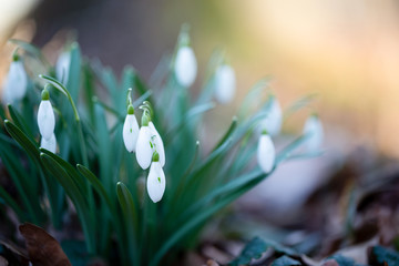  Spring flower snowdrop is the first flower in the end of winter and the beginning of spring.