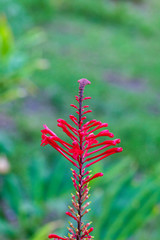 The striking beauty of a stalk of blooms of the vibrantly red Coral Bean stands out against the green foliage in the garden