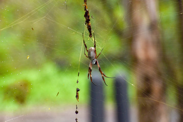 spider on web