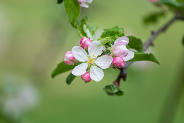 Fototapeta na wymiar Apple branch with blossom flowers on a green background