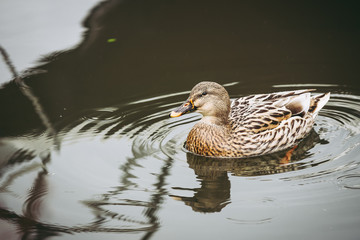 Canard brun dans un lac