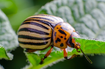 Colorado potato beetle eats green potato leaves