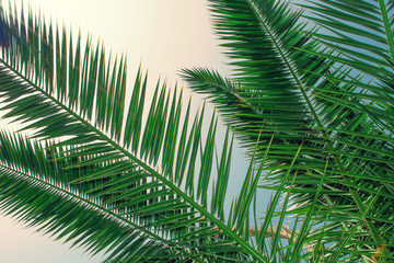 Obraz premium Tropical palm tree on sky background