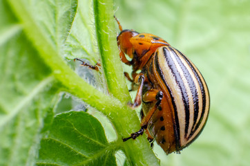 Colorado potato beetle eats green potato leaves