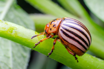 Colorado potato beetle crawling on the branches of potato
