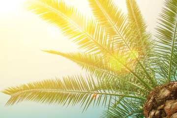 Tropical palm tree on sky background