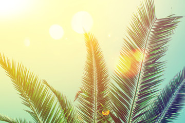Obraz na płótnie Canvas Tropical palm tree on sky background