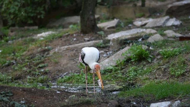 mycteria leucocephala stork bird is eating the fish in the river. White bird with yellow beak and black white feathers is fishing in small pond.