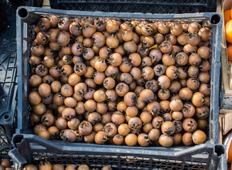 Freshly picked up medlar fruit species mespilus germanica in box