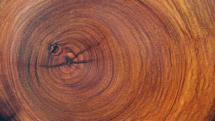 close up, macro shot of natural wood texture background