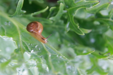 Droplet and snail on the leaf after the rain.