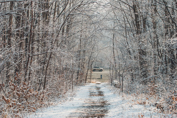 bridge in the forest