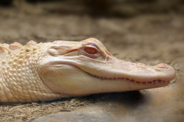 The American alligator (Alligator mississippiensis) ,portait of the albino aligator. White aligator...