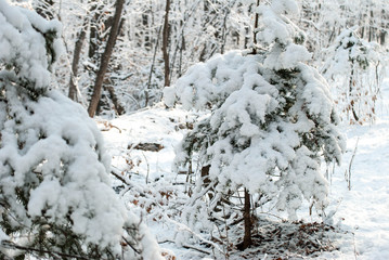 Fototapeta na wymiar snow covered trees in winter