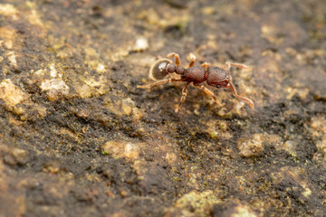 Tetramorium lanuginosum, woolly ants, a common tropical invasive ant species
