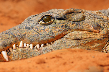 The Nile crocodile (Crocodylus niloticus) , detail of the head.
