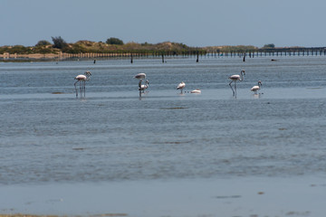 Pájaros