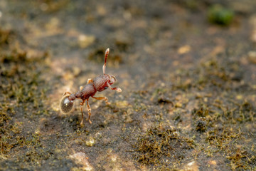 Tetramorium lanuginosum, woolly ants, a common tropical invasive ant species