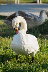 White Swan on a green lawn
