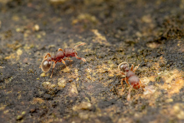 Tetramorium lanuginosum, woolly ants, a common tropical invasive ant species