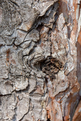 Texture bark of a tree
