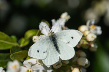 Cabbage White Butterfly on Mexican Orange Flowers in Springtime