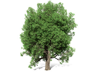 A tree isolated over a white background for graphic design, illustration image.