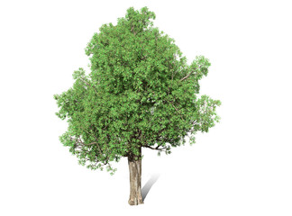 A tree isolated over a white background for graphic design, illustration image.