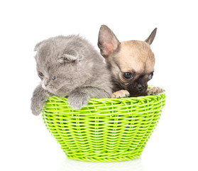 Fototapeta na wymiar Baby kitten and chihuahua puppy sitting together inside basket. Isolated on white background