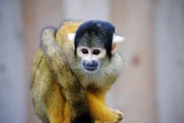 Squirrel Monkey sits on post hugging itself with tail