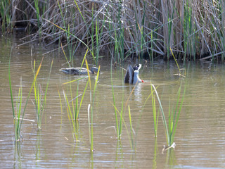 Pájaros