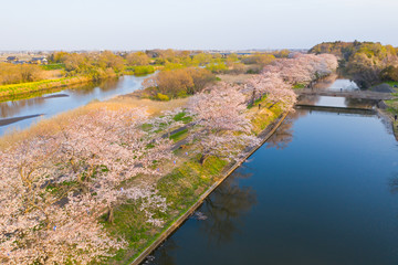 つくばみらい市の福岡堰の桜並木と筑波山　茨城県
