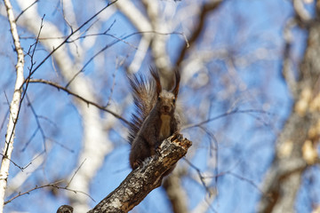 curious squirrel looks from the tree