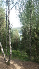 View of the green forest from above. Trees, birch and far lake.