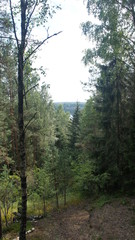 Fototapeta na wymiar View of the green forest from above. Trees, birch and far lake.