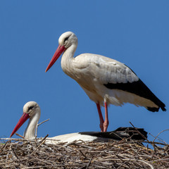 Pájaros