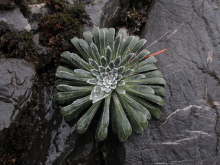 Fototapeta premium saxifraga pirineos