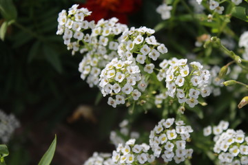 white flowers in the garden