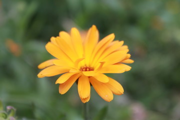 yellow flower in the garden